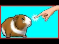 15 Ways You Are Hurting Your Guinea Pig Without Realizing