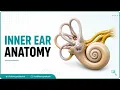 Inner Ear Anatomy Animation Cochlear component Vestibular component Semi-circular component USMLE