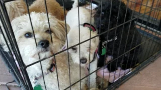 Florida Pointer Rescue adoptable dogs and pups Adopt ME