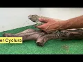 Rhinoceros Iguana Training Episode How to train and older Rhino Iguana