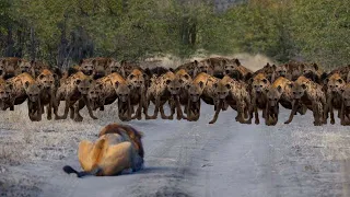 top 8 pertarungan solo singa jantan vs squad hyena