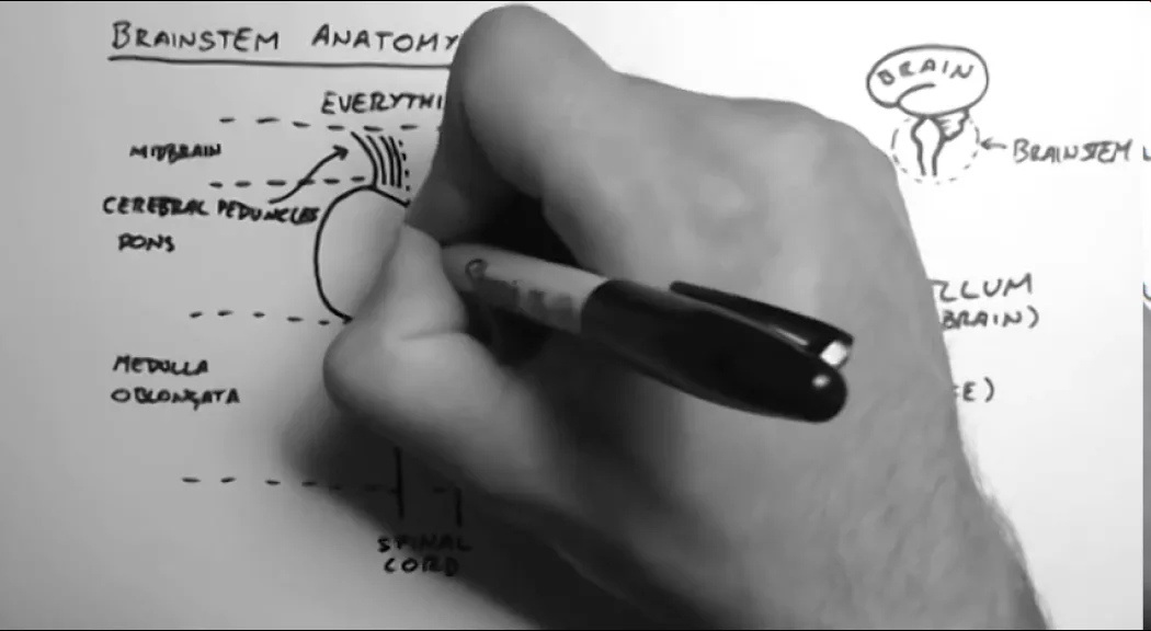 Brainstem Anatomy 1 - Midsagittal Section