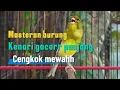 Download Lagu SUARA BURUNG Kenari GACOR PANJANG INI Cocok untuk Masteran KENARI PAUD dan Kenari Macet BUNYI