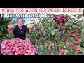 Download Lagu PANEN APEL MERAH DIBAWA KE INDONESIA || HABISIN SEMUA APEL DI KEBUN
