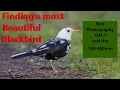 Download Lagu A beautiful Leuistic Blackbird