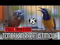 Download Lagu 🔴MASTERAN ADU TEMBAKAN - MATERI TEMBAKAN RAPAT CUCAK CUNGKOK VS TEPUS KEPALA ABU cocok murai batu