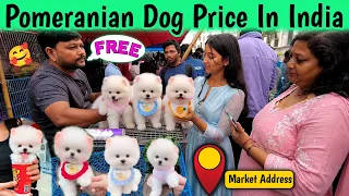 Pomeranian Dog Price In India 2026 | latest puppy price in India | puppy market address information