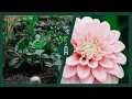 Download Lagu In de pluktuin: dahlia's planten na de ijsheiligen! I Dahliatips I Angelo Dorny