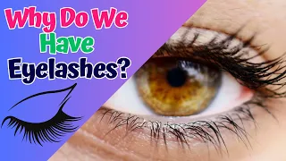 چرا مژه داریم  برای چه به آنها نیاز داریم  به راحتی در بخش علوم سرگرم کننده برای کودکان توضیح داده شده است  دندنها