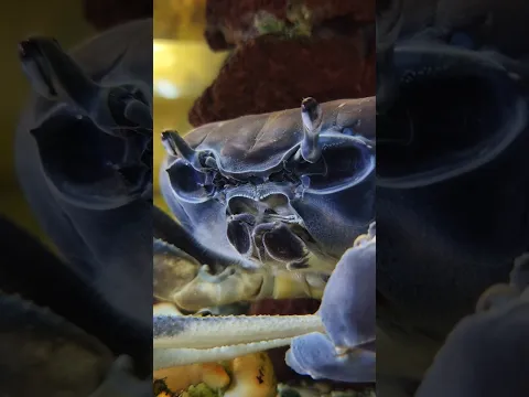 Он буквально вылез из себя! 🦀