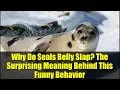 Why Do Seals Belly Slap The Surprising Meaning Behind This Funny Behavior