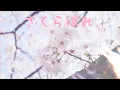 Download Lagu 비록 지금은 작별이지만🌷: 유우리(優里) - 사쿠라바레(桜晴) [한글자막/발음/해석]