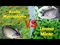 Download Lagu Perbandingan \u0026 Ulasan Lengkap Azolla Mycrophylla dan Lemna Minor (Duckweed)