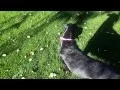 Olive - black lab beagle mix
