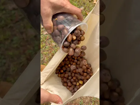 Dealing with the Abundance: Acorns! #wildfood #foraging #offgridliving