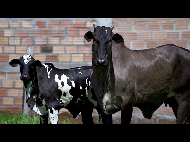 Matriz Nelore MLRC - 214