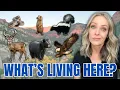 Cedar City Wildlife What You ll REALLY See Living Here
