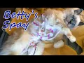 Betty s Spay Surgery Her Baby Onesie Her Seroma Treatment