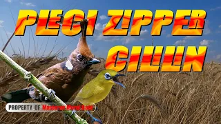 pleci zipper sambung cililin jernih jeda terapi air masteran plecizipper cililinjernih