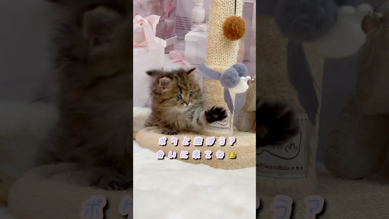 動画