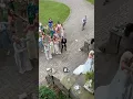 Download Lagu Anak kecil menangkap buket bunga di pesta pernikahan 😂