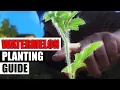 Watermelon Planting - The Complete Guide