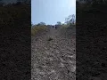Download Lagu JALUR PENDAKIAN GUNUNG KELUD /PUNCAK PASIR (JENGGOLO MANIK)