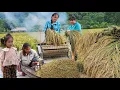 Download Lagu Harvesting Rice by Hand \u0026 Traditional Grain Separation | Warm Family Dinner with Steamed Fish