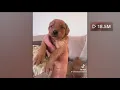 So Idaho The viral Golden Wiener or Wiener Retriever