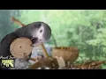 Bird Room Buddies | Happy Parrot Sounds | HD Parrot TV VIDEO EDITION | 3+ Hours | Bird Room TV