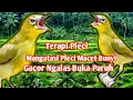 Terapi Pleci Macet Bunyi pancingan Pleci Gacor Ngalas
