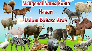mengenal nama nama hewan dalam bahasa arab