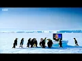 Download Lagu TARIFF OF THE PENGUINS (March of the Penguins parody)