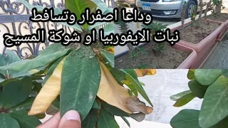 العلاج السحرى لإصفرار وتساقط اوراق نبات الإيفوربيا أو شوكة المسيح     دندنها
