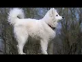 Choosing Between a Samoyed and a Husky Breed Comparison