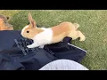 If the algorithm likes you it ll show you this baby bunny messing with my bag right now