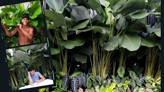 HOW I GREW MY CALATHEA LUTEA FROM 2 FEET TO 16 FEET IN ONE YEAR