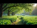 Download Lagu Mindfulnessmuziek 🌿 Kalme vogels en zachte melodieën om negatieve gedachten los te laten