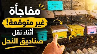 نحل غير لاسع   عندما نتكلم عن النحل الايطالي  دندنها