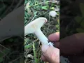 Lagu Balkadın, Ebişke , Pınar melkisi #aliaydoğdu #mushroom #fungi #nature