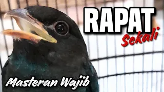 masteran tengkek buto gacor suara jernih speed super rapat 