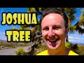 Joshua Tree National Park Tips 9 Things to Know