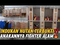 Download Lagu TERBUKTI‼️ INDUKAN HUTAN🔥 ANAKANNYA FIGHTER KERAS KAYA TROTOLAN ALAM‼️ WONG MURAI UJUNG KULON