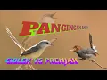 Download Lagu Pancingan Ciblek VS Prenjak