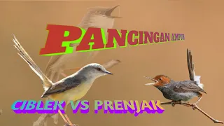 pancingan ciblek vs prenjak