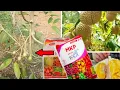 Lagu DUA PUPUK AMPUH DURIAN SEGERA PUPUK INI.!! SEBENTAR LAGI MUSIM BUNGA DURIAN || Agriculture Grafting