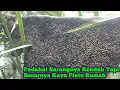 Download Lagu Ini Baru Berkah Berkuah Dapat Sarang Rendah Sebesar Pintu Rumah  #bee#honey#panenmaduhutan#trending 