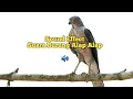 Download Lagu suara pancingan burung alap alap | sound of peregrine falcon #asmr #soundeffects #whitenoise