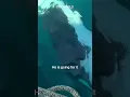 Orca attacks yacht during Ocean Race competition