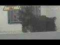 Frisco Petland faces scrutiny after undercover investigation by Humane Society